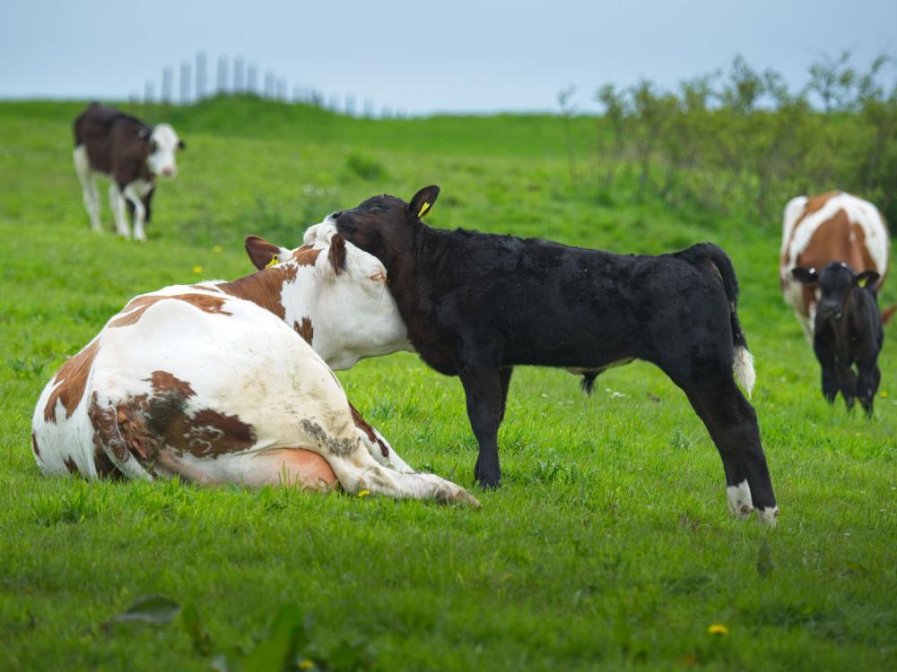 Cow with calf dairy farming at Cream o' Galloway